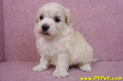 08/02奶油色馬爾泰迪公幼犬3號(嘉義朴子)7