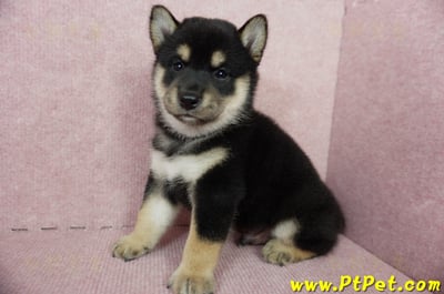 06/04黑色柴犬公幼犬(屏東市)5