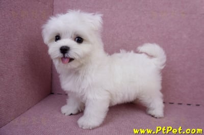 05/28迷你型馬爾濟斯公幼犬(台南安平)8