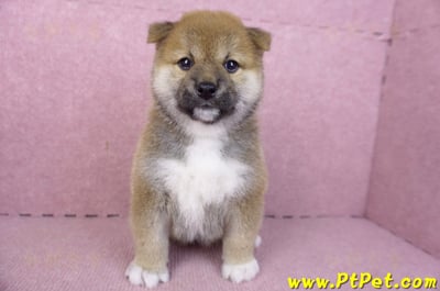 01/11赤色柴犬母幼犬1號(花蓮吉安)2