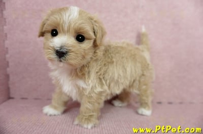 03/21奶油色馬爾泰迪公幼犬(桃園蘆竹)8