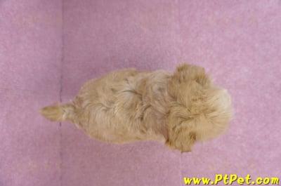 11/23馬爾泰迪公幼犬3號13