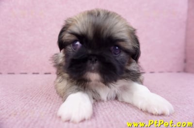 10/31松色北京狗母幼犬(新北三重)2