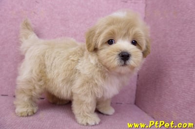 08/06奶油色馬爾泰迪公幼犬(台北中山)5