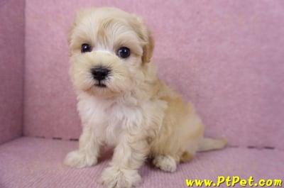 12/10馬爾泰迪公幼犬1號(高雄仁武)10