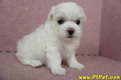 05/28迷你型馬爾濟斯母幼犬(屏東長治)4