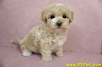 03/02馬爾泰迪母幼犬(桃園楊梅)5