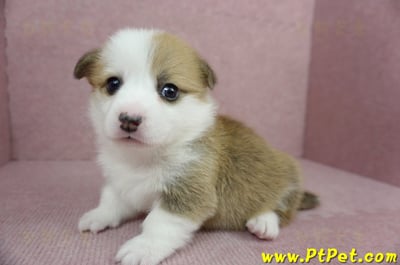 01/25雙色柯基犬母幼犬(宜蘭冬山)4