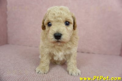 03/12泰迪比熊母幼犬2號(新北三峽)2