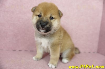 05/11赤色柴犬母幼犬2號(台南南區)5