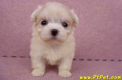 06/26迷你型馬爾濟斯 I 公幼犬2號(台中北屯)2