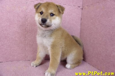 12/10赤色柴犬母幼犬(桃園龍潭)9