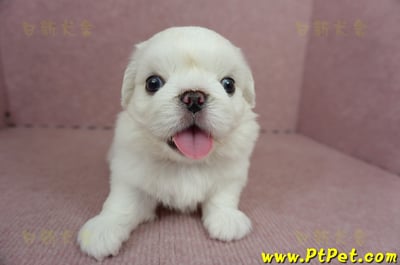 05/27北京狗公幼犬(新北林口)1