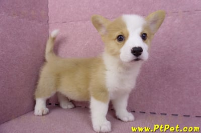 10/13雙色柯基犬公幼犬(台東市)6