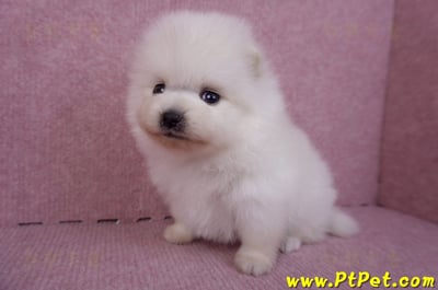 10/11松鼠白博美公幼犬3號(高雄六龜)1