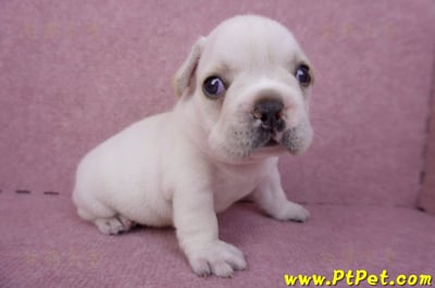03/21奶白色法國鬥牛公幼犬3號4