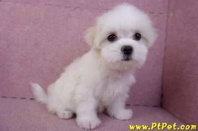 09/21馬爾濟斯母幼犬(花蓮市)4