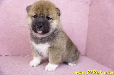 01/11赤色柴犬母幼犬2號5