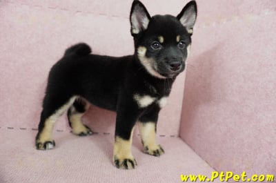 05/14黑色柴犬母幼犬4號(高雄楠梓)7