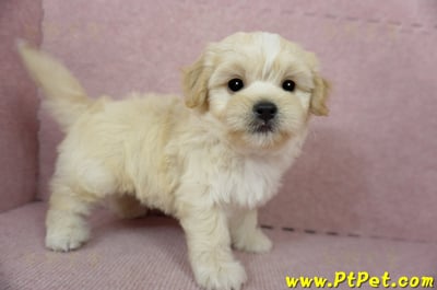 01/10奶油色馬爾泰迪公幼犬2號(花蓮光復)7