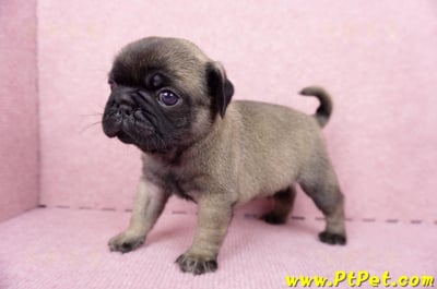 06/23巴哥公幼犬(新竹竹東)9