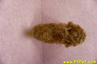 04/15玩具型紅貴賓公幼犬1號(屏東竹田)12