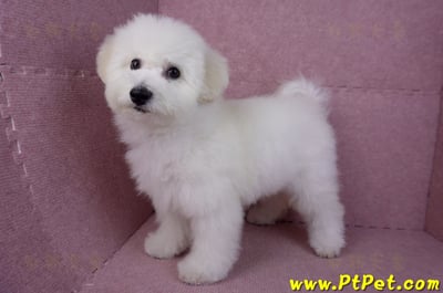 07/22比熊犬公幼犬(屏東市)9