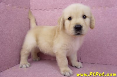 07/18黃金獵犬母幼犬(嘉義)7