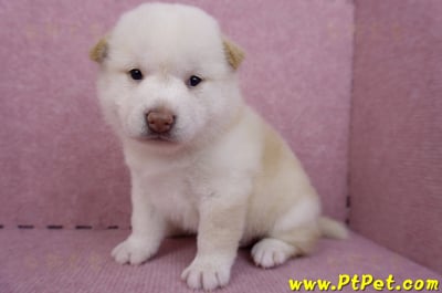 07/22白色柴犬母幼犬4