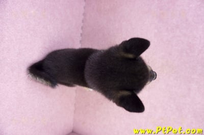 07/05黑色柴犬公幼犬(新北新莊)12