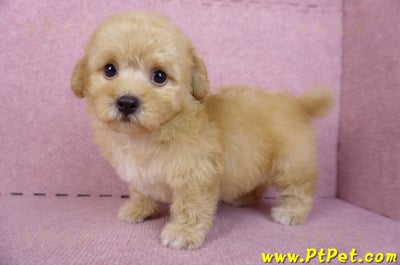 08/12泰迪比熊母幼犬1號(花蓮市)10