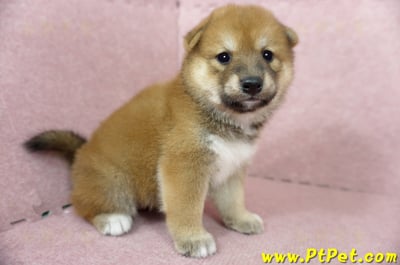 06/04赤色長毛柴犬母幼犬(桃園八德)3