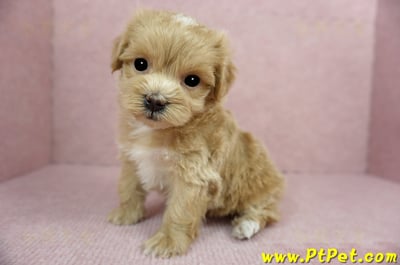 01/15奶油色馬爾泰迪 II 母幼犬(新竹市)8