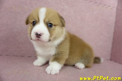 04/01雙色柯基犬公幼犬(屏東九如)5