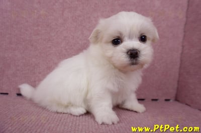 06/26迷你型馬爾濟斯 II 公幼犬1號(台東市)5