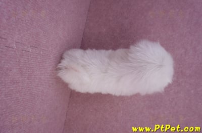 07/26迷你型馬爾濟斯 II 公幼犬1號(台北松山)11