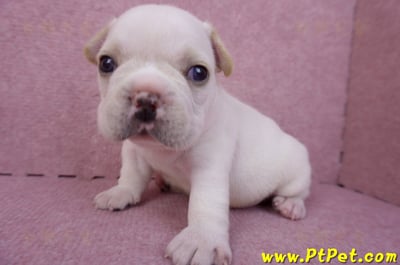 03/21奶白色法國鬥牛公幼犬2號(基隆仁愛)4