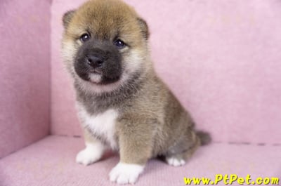 01/11赤色柴犬母幼犬2號6