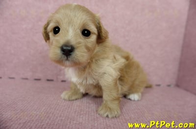 05/05奶油色馬爾泰迪母幼犬1號(新北三重)4