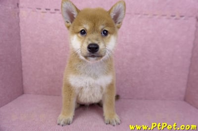 05/20赤色柴犬公幼犬1