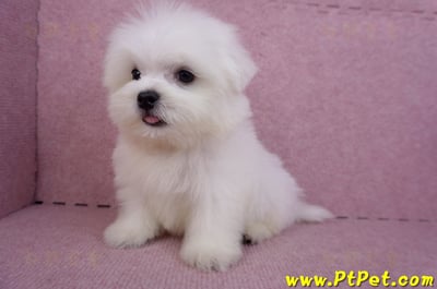 07/26迷你型馬爾濟斯公幼犬1號(台北大同)11