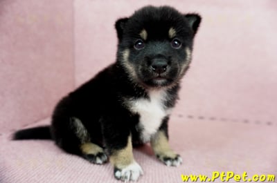 05/14黑色柴犬公幼犬(屏東市)3