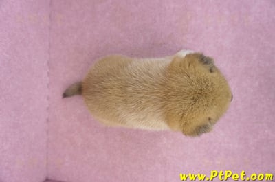 05/07赤色柴犬公幼犬8