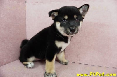 05/14黑色柴犬母幼犬2號(嘉義中埔)4