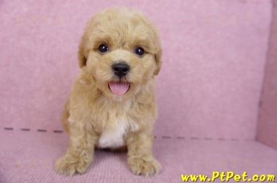 08/12泰迪比熊公幼犬(台北信義)3