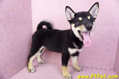 05/14黑色柴犬母幼犬(新北土城)4