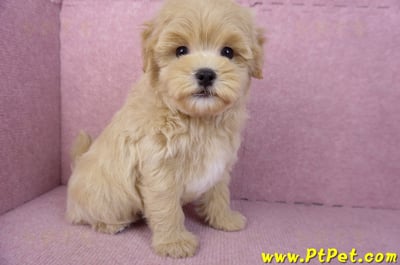 11/23馬爾泰迪公幼犬1號(高雄茂林)6