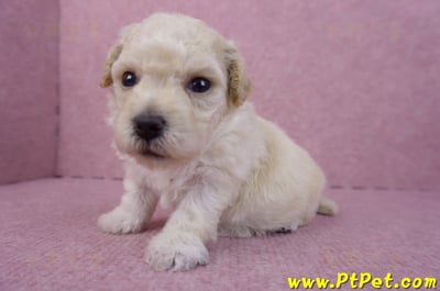 04/01泰迪比熊母幼犬3號5