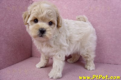 11/23馬爾泰迪公幼犬2號9