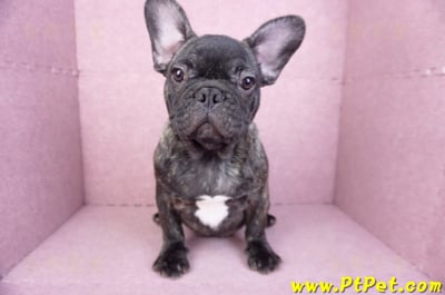 09/18虎斑色法國鬥牛母幼犬(屏東長治)3